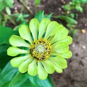 Meet your Posher, Shyla